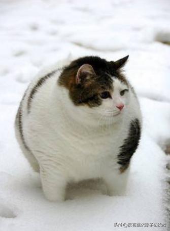 猫咪最怕吃什么东西,猫咪饮食喂猫常见的六种错误