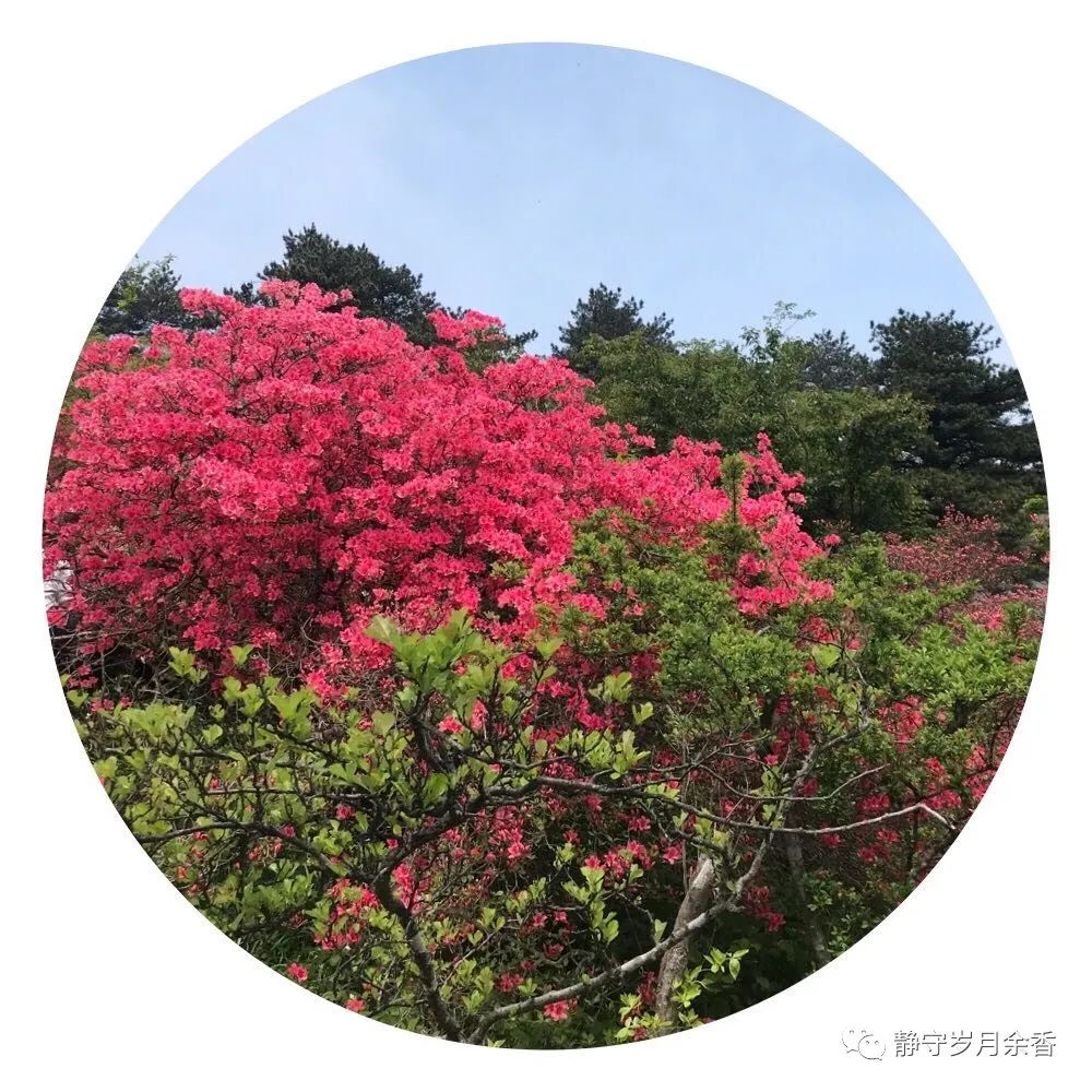 情满龟峰·诗涌花海