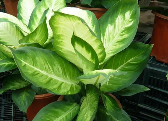 万年青叶子发黄怎么办施什么肥,万年青叶子长白霉如何处理