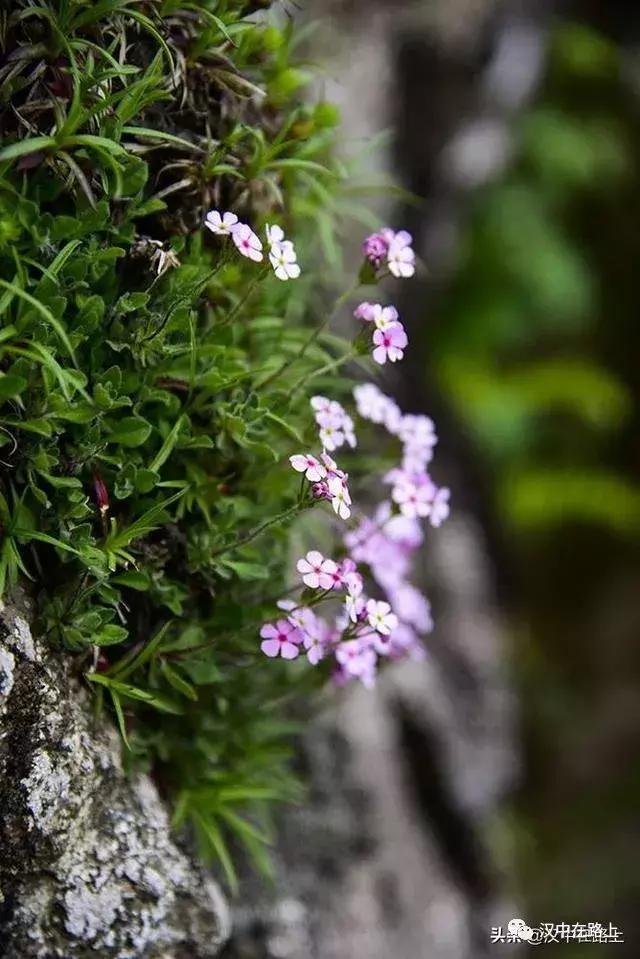 探秘汉中,汉中一村子窜入野生羚牛
