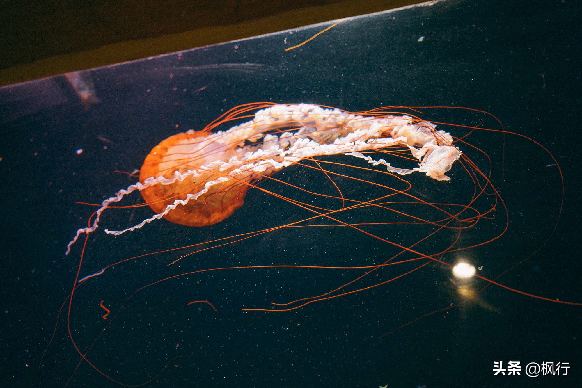 被猴子袭击，门票昂贵，拍照被轰，被我全程吐槽的三亚到底值不值