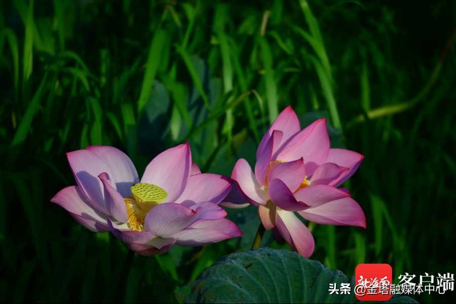 海口五源河湿地公园,海南海口五源河国家湿地公园