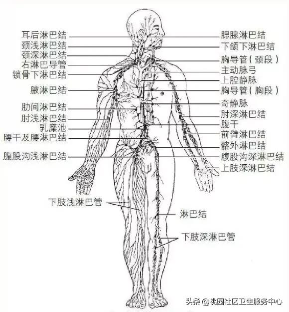 淋巴结突然摸到肿大是淋巴瘤吗,只有一个淋巴结肿大是淋巴瘤吗