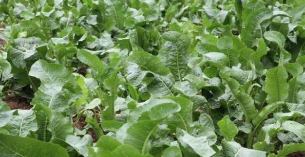 辣根种植前景如何,辣根种植用什么肥