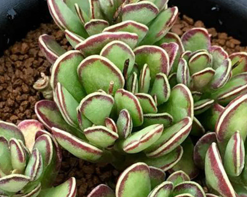 多肉水泡系列的养殖方法,多肉长颈鹿水泡叶插