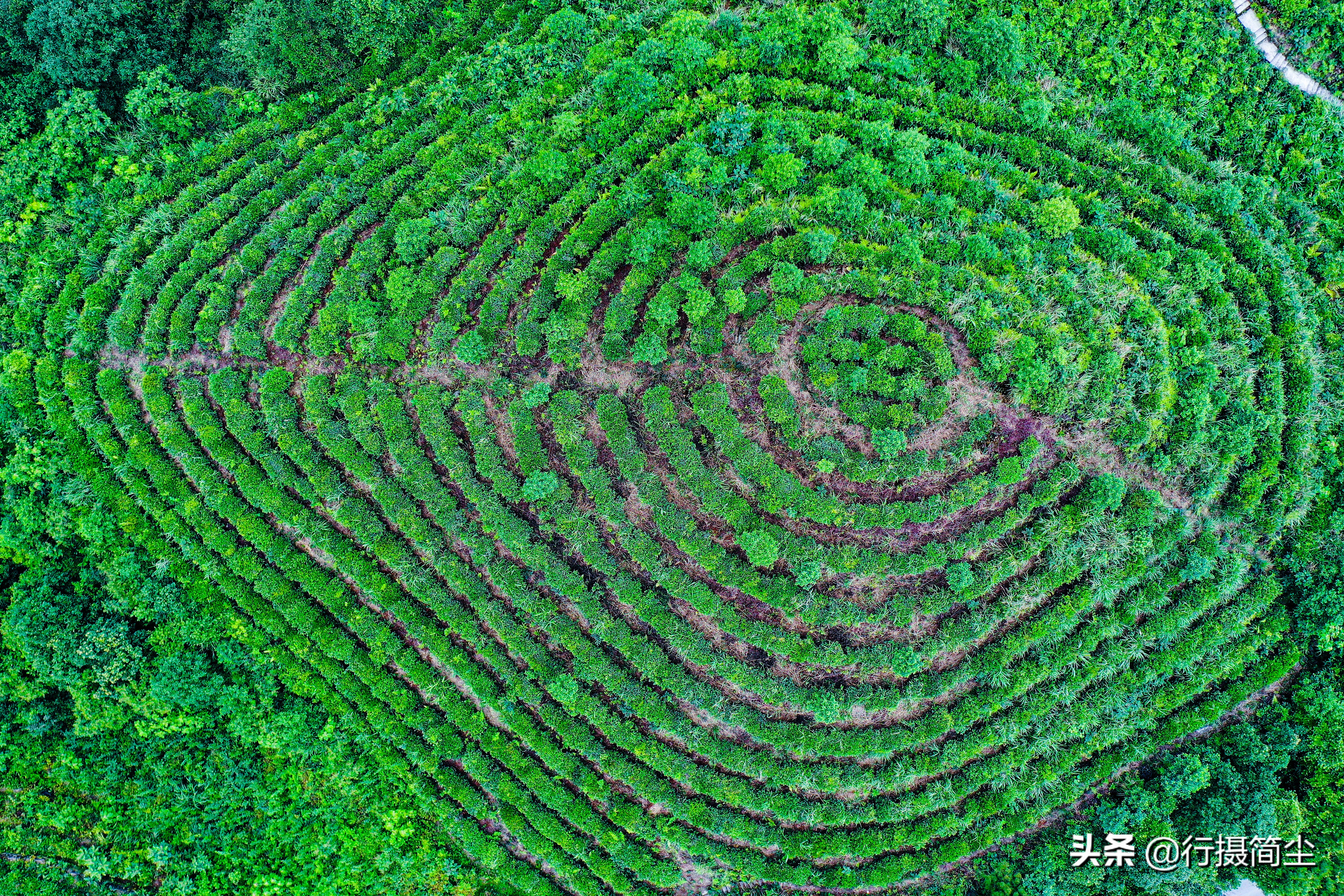永川茶山竹海，茶山含情，竹海溢笑