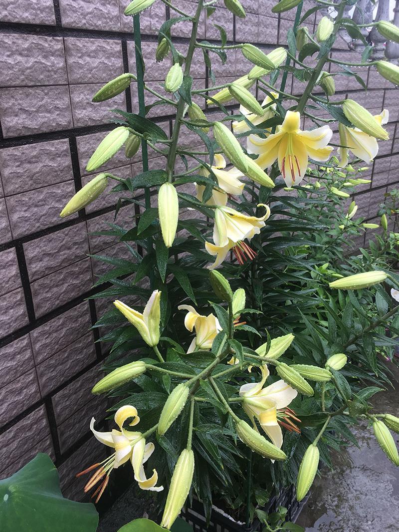 百合花叶子发皱卷曲是什么原因,百合花开花后发黄快速补救方法