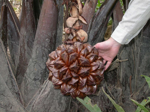 世界这么大你知道有几种水果吗,世界上都有哪些可以吃的水果