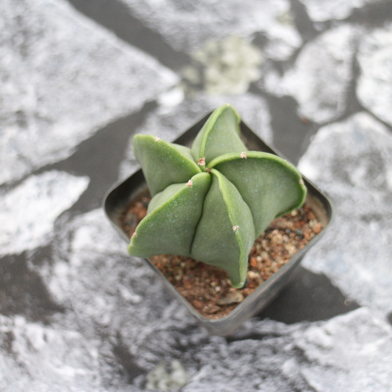 品种大全丨30个仙人球品种图鉴，每个都可爱肉萌到想要全部搬回家