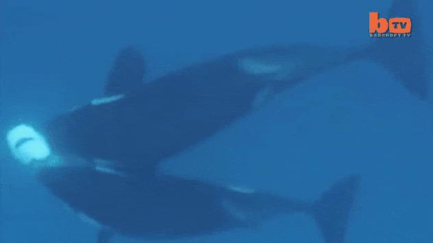 座头鲸上勾拳虎鲸,nga虎鲸vs座头鲸