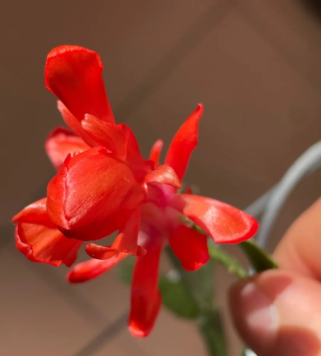 蟹爪兰20棵,有20株蟹爪兰适合多大的盆