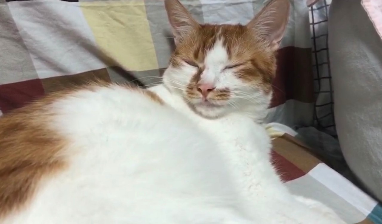 吃肉的猫咪需要额外补充哪些营养,给猫补钙要吃什么