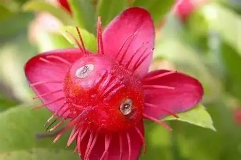 世界顶级奇花异卉,最美奇花异卉