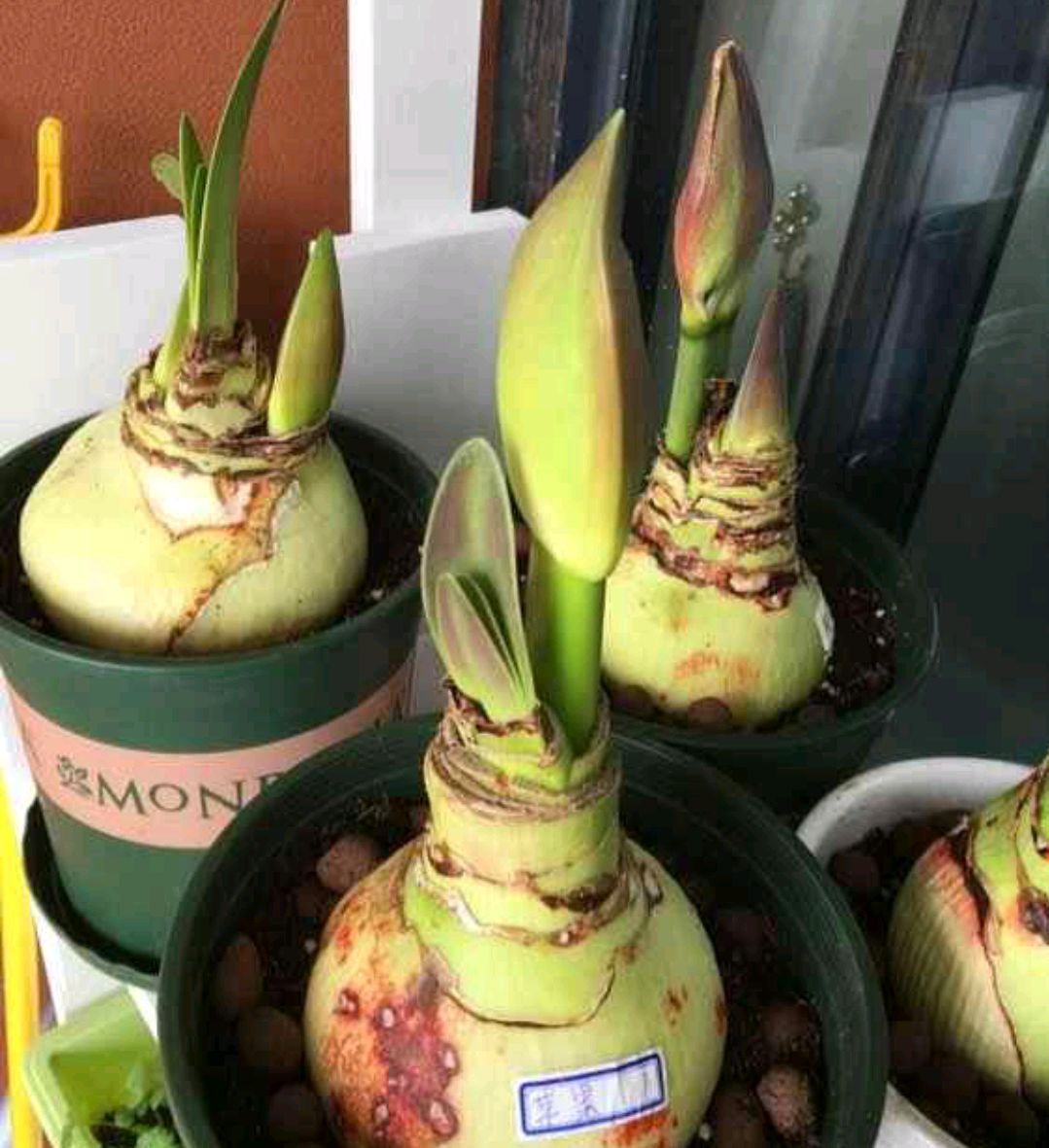 浇水过多死的植物,最容易浇死的6种花