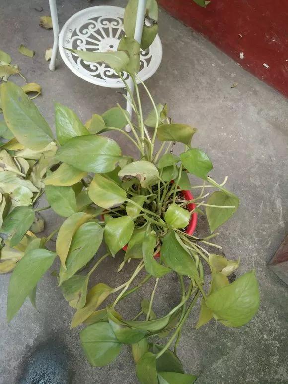 绿萝的生长过程有黄叶正常吗,绿萝黄叶的正确方法