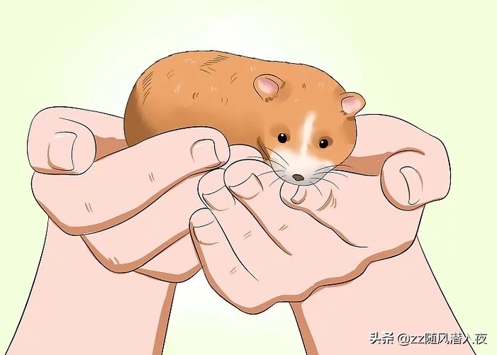 如何饲养一只仓鼠新手版,怎样饲养仓鼠宝宝