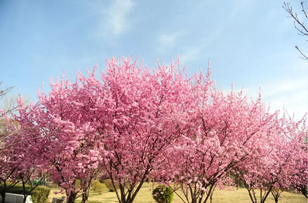 开封文化公园游玩攻略,开封森林公园有几处景点