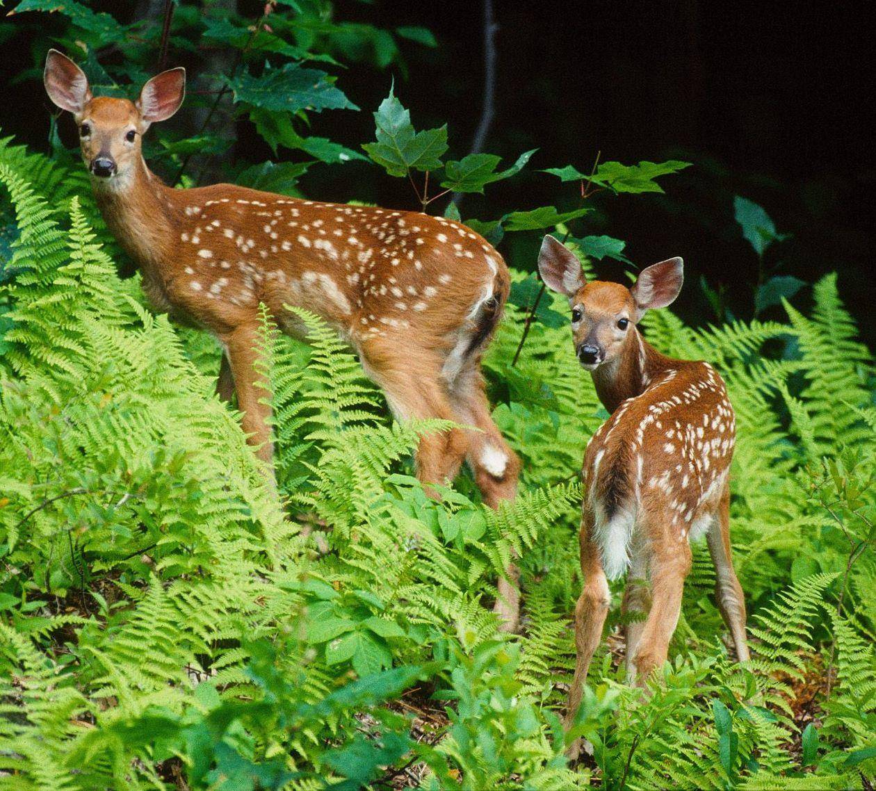 鹿茸割了梅花鹿会受影响吗,梅花鹿被割了鹿茸还会再长出来吗