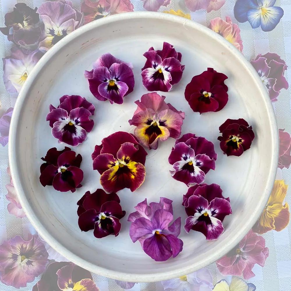 角堇和皱边角堇哪个花大,皱边角堇和穗边角堇的区别