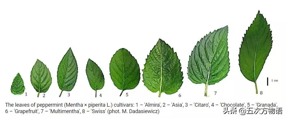 10种口味薄荷糖,十种薄荷