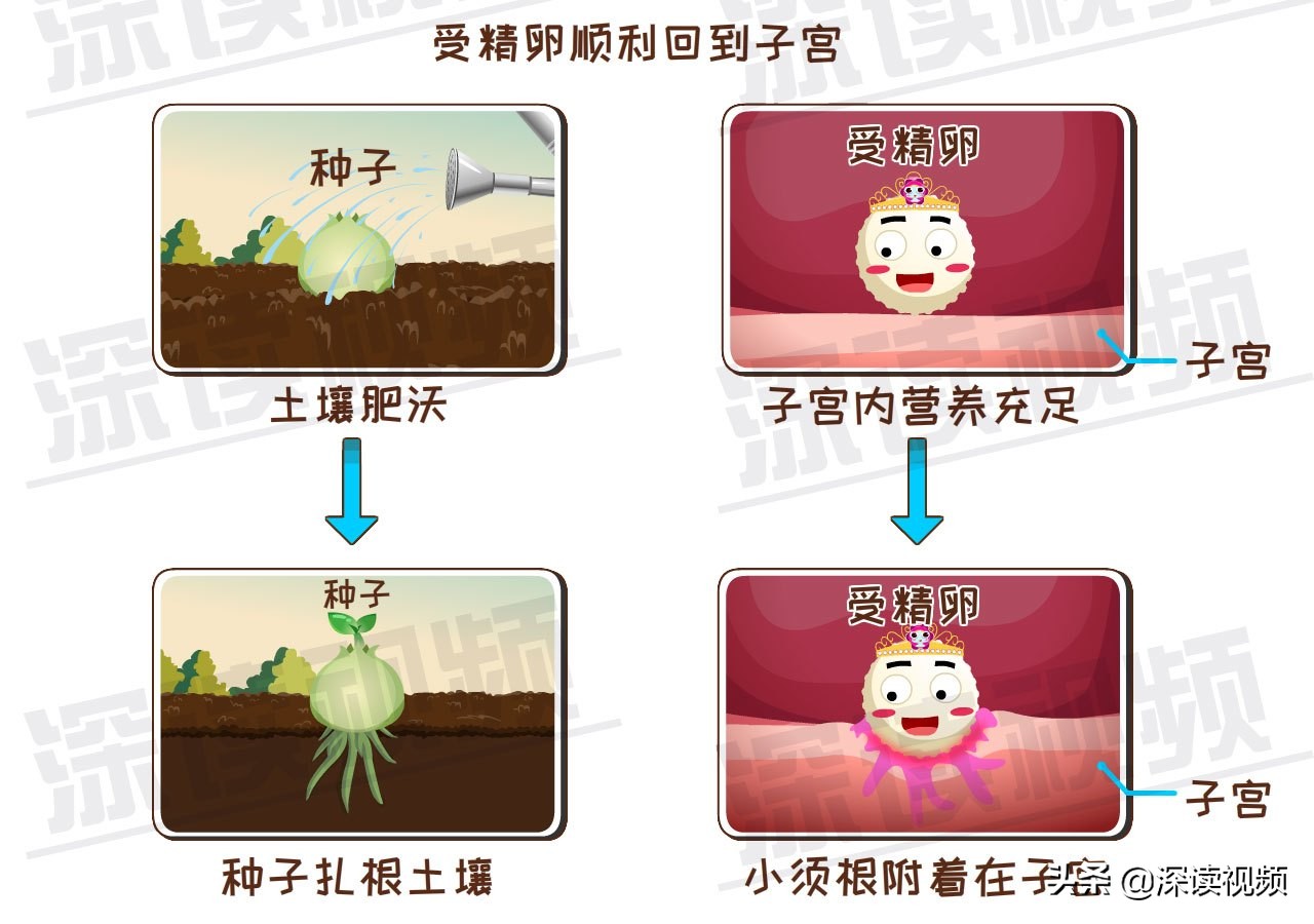 受精卵缘何子宫外安家？是输卵管不通？还是炎症、肿瘤在作妖？