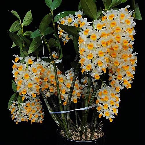 球花石斛珍稀图片,石斛球花品种大全