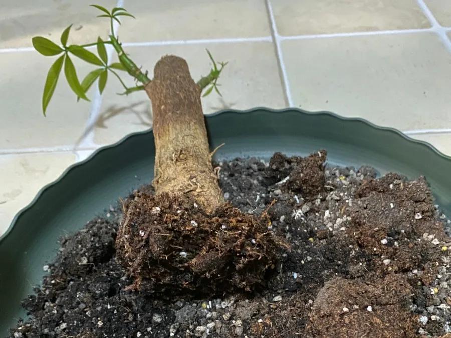 花买回来叶子蔫了怎么办,花掉花苞有什么好方法吗