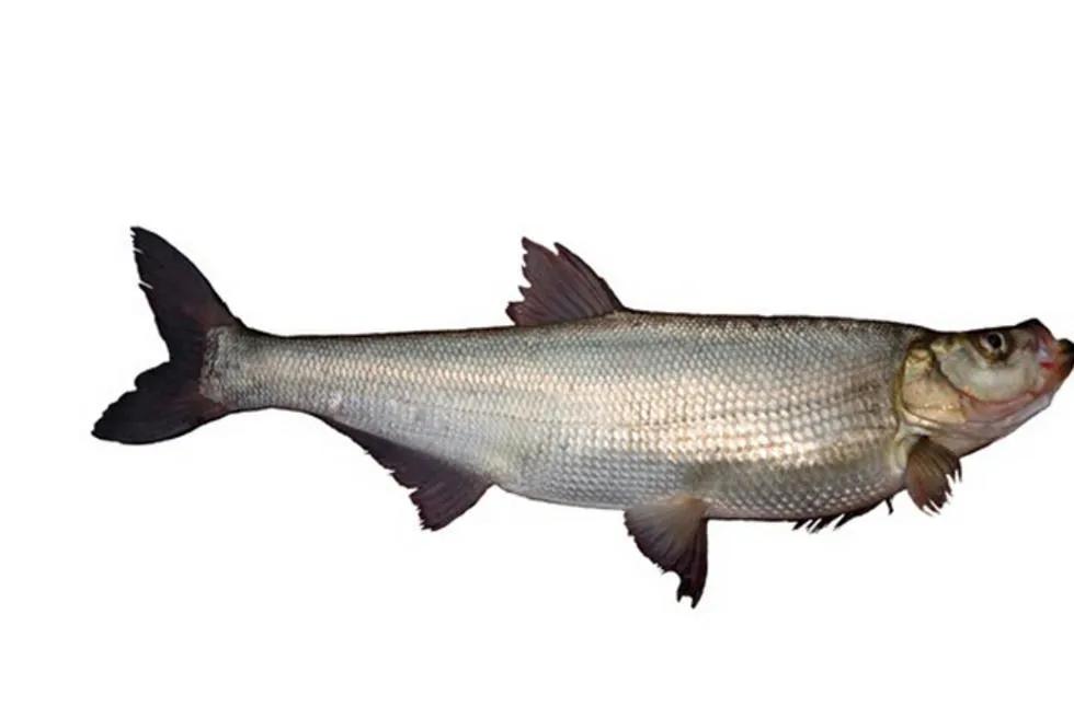 鱼怎么区别草鱼鲫鱼鲤鱼,怎样分辨草鱼和鲤鱼