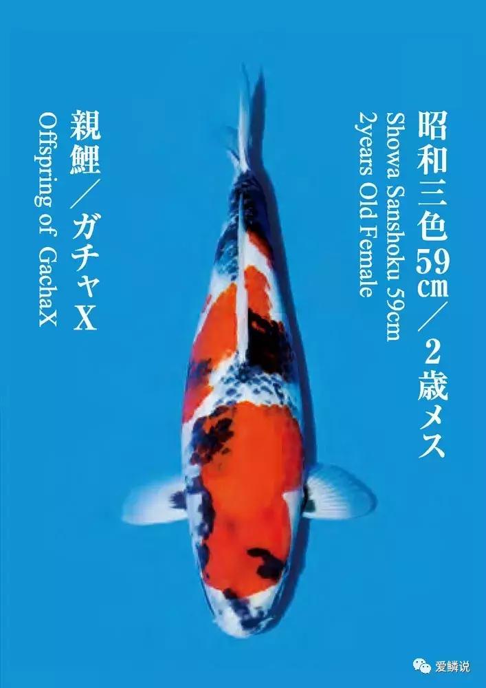 鲤界“老司机”的干货分享,少走弯路