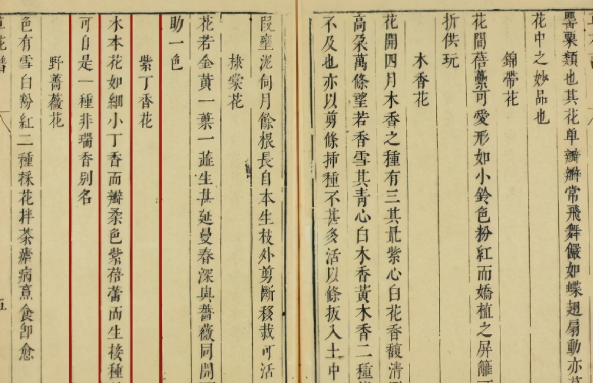 紫丁香和罗汉丁香是一个品种吗,小叶丁香和紫丁香的区别是什么