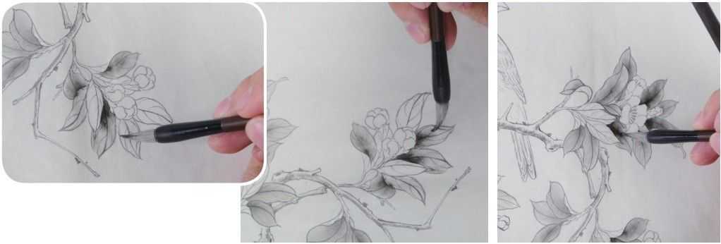 蜡嘴雀工笔画,蜡嘴鸟画画教程