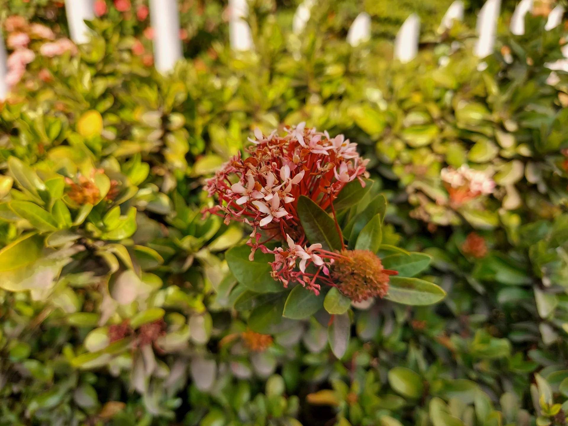 三星s10lite的详细参数,三星GalaxyS10Lite版本