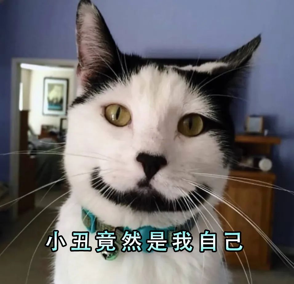 最好养的猫奶牛猫,奶牛猫受欢迎