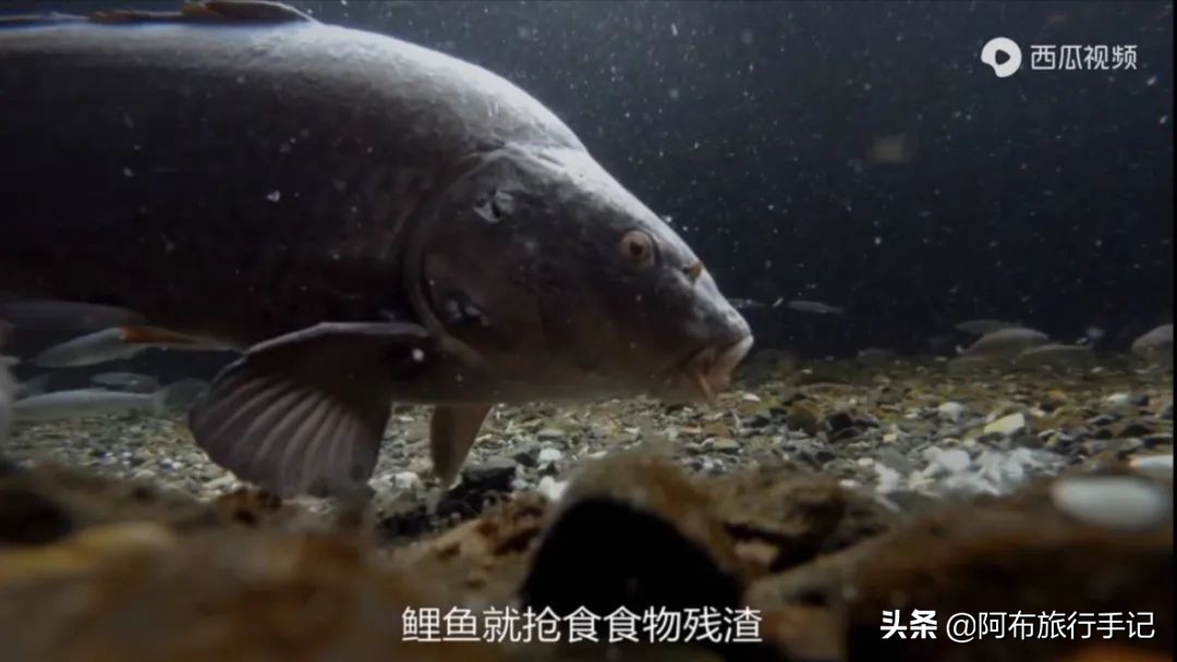 豆瓣9.1分看哭百万人,豆瓣评分9.0却很少有人看懂