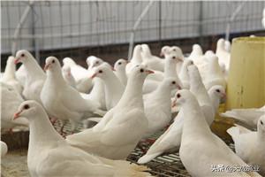 鸽子都吃什么米,小鸽子吃什么