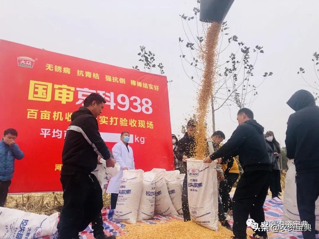 国审玉米种京科938,京科968玉米国审