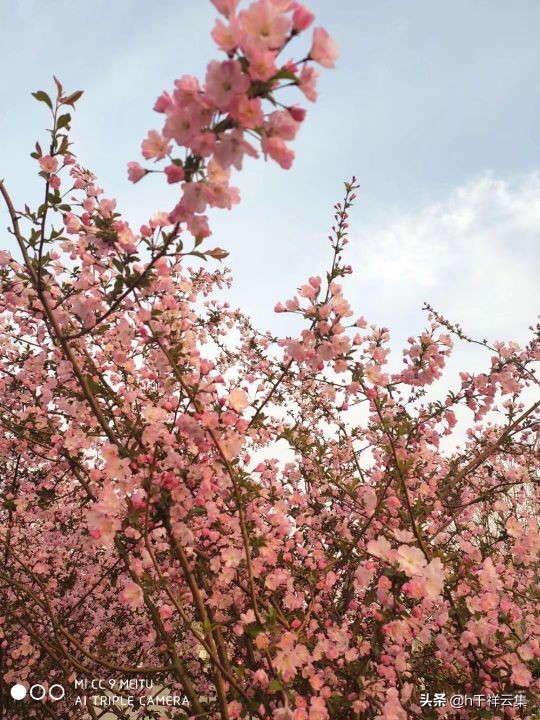我的家乡商丘夏邑,夏邑又多一处美景有山有水还有花