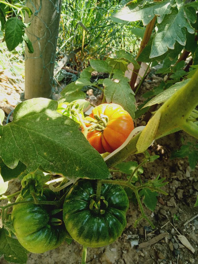 樱桃番茄最好的颜色,樱桃番茄挑选