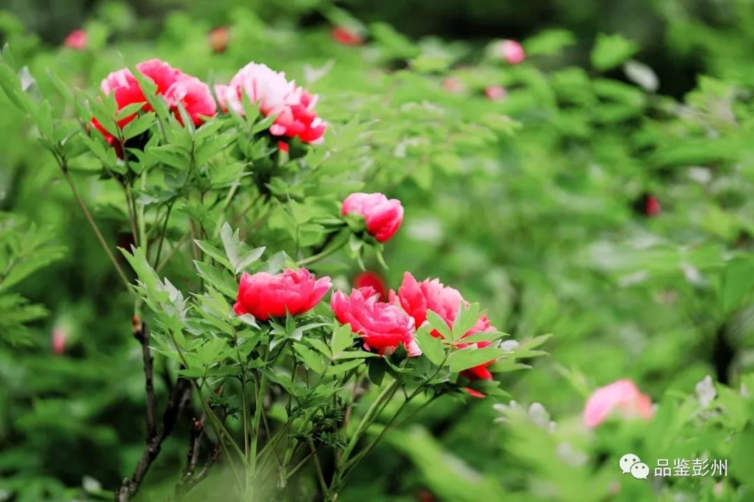 牡丹花开惹人醉鸟语花香,牡丹花开国色天香惹人醉