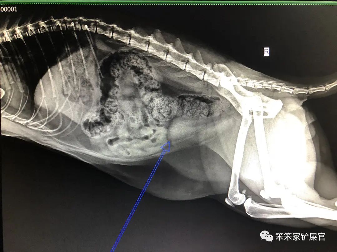 猫咪便秘导致巨结肠可以自愈吗,猫咪巨结肠症肚子会很大很胀吗