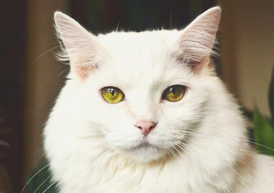 猫流血受伤吃什么药,猫伤口流血怎么消毒