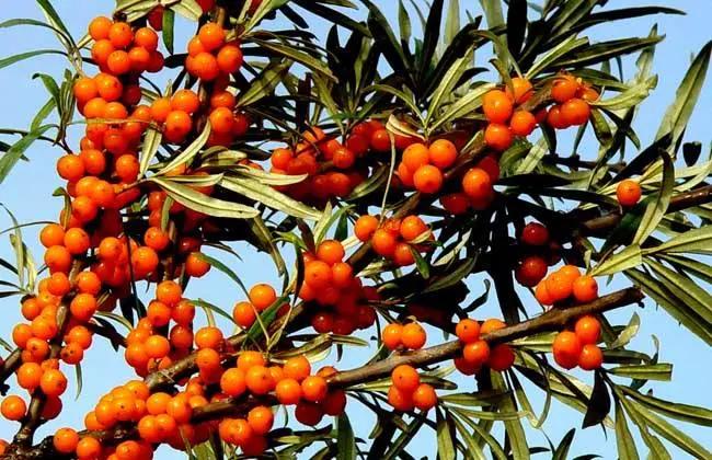 西山草木祭坛——为私采滥挖中疯遭破坏的植被而设