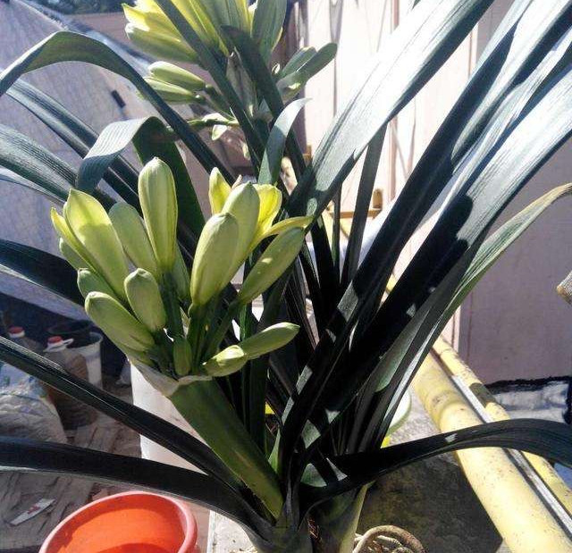 君子兰开花期叶子薄黄怎么养护,君子兰不开花应该怎么养才能开花