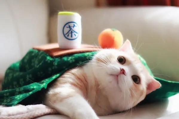 为什么日本人喜欢生吃东西,日本人为什么喜欢吃生肉