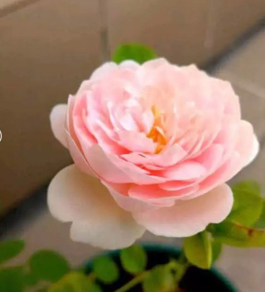 花突然蔫了？你家装修污染可能出问题了！