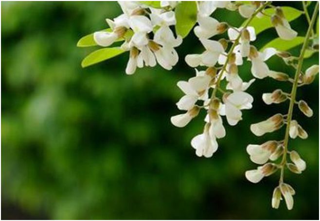 肛裂疼不疼,肛裂疼痛难忍必须手术吗