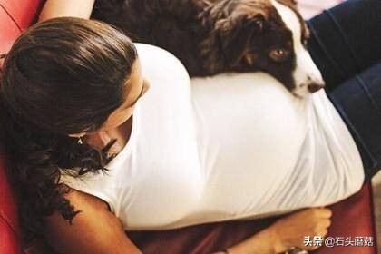 早上狗像狼嚎有什么预兆,狗突然嚎叫预示什么