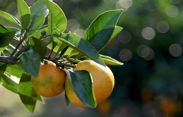 寓意好的桔子树，种在家里的3个地方，结果多长势好