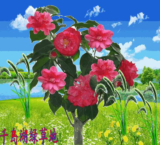 大年初三群相册，有群的都看看，太美了，这辈子见一次值了