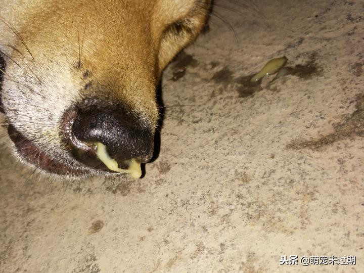 铲屎官对猫做了什么,铲屎官对冬天的猫咪都有哪些误解